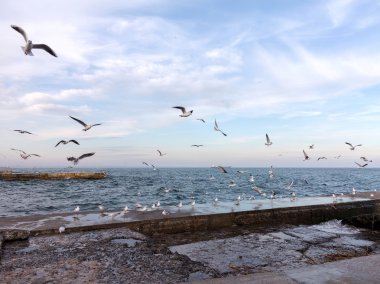 Seçici odak ve mavi tonu ile uçan martılar