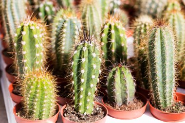 Çeşitli kaktüs bitkileri, seçici odak 