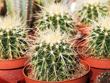 Çeşitli kaktüs bitkileri, seçici odak 