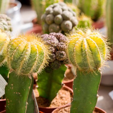 Çeşitli kaktüs bitkileri, seçici odak 