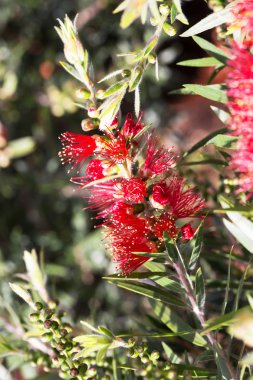Parlak kırmızı kabarık tropikal çiçek doğal Andalusia