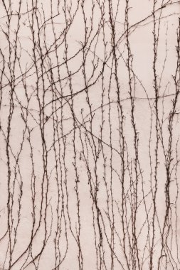 Kuru gövdeleri ve dalları bitkilerin yaprakları eski taş vardır