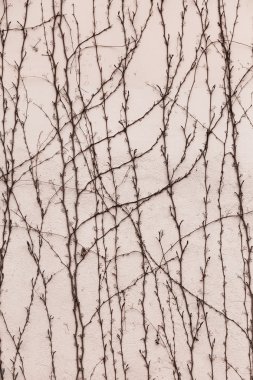 Kuru gövdeleri ve dalları bitkilerin yaprakları eski taş vardır