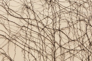 Kuru gövdeleri ve dalları bitkilerin yaprakları eski taş vardır