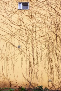 Kuru gövdeleri ve dalları bitkilerin yaprakları eski taş vardır