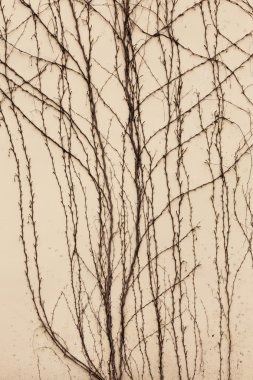 Kuru gövdeleri ve dalları bitkilerin yaprakları eski taş vardır