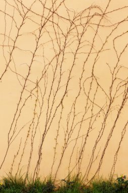 Kuru gövdeleri ve dalları bitkilerin yaprakları eski taş vardır