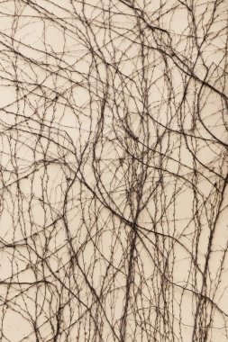 Kuru gövdeleri ve dalları bitkilerin yaprakları eski taş vardır