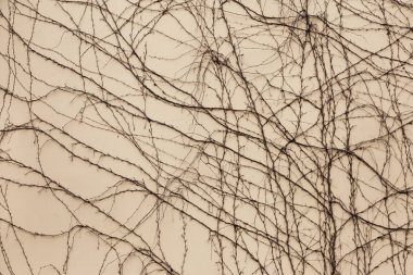 Kuru gövdeleri ve dalları bitkilerin yaprakları eski taş vardır