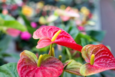 Güzel kırmızı çiçekler Anthurium bokeh görüntü ile arka plan bulanıklık