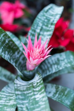 Pembe çiçekler çok güzel arka plan bulanıklık seçici odak