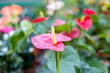 Güzel kırmızı çiçekler Anthurium bokeh görüntü ile arka plan bulanıklık