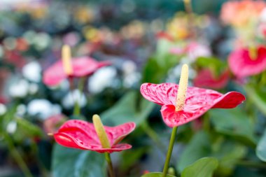 Güzel kırmızı çiçekler Anthurium bokeh görüntü ile arka plan bulanıklık