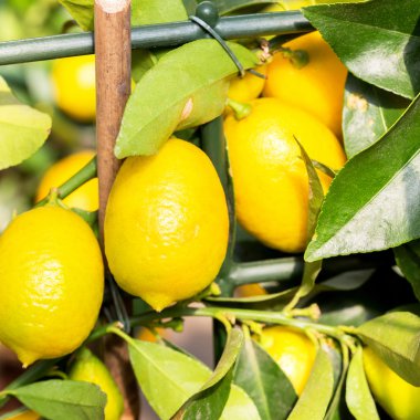 limon. Olgun limon limon ağacına asılı. limon büyüyen