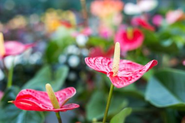 Güzel kırmızı çiçekler Anthurium bokeh görüntü ile arka plan bulanıklık