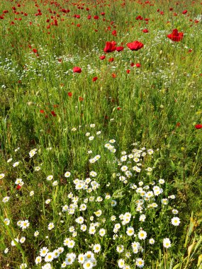 Kır çiçekleri haşhaş ve papatyalar, bahar (bitki)