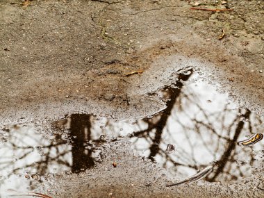 Yaprakları ve yağmur damlaları kaldırım veya asfalt yolda. Bu yağmur