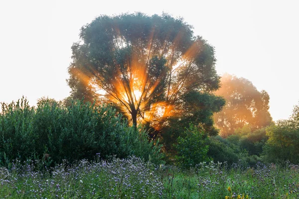 Authentischer Baum in der Morgendämmerung, gefüllt mit sanften Sonnenstrahlen im — Stockfoto