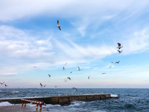 Gaivotas voando por foco seletivo e tom azul — Fotografia de Stock
