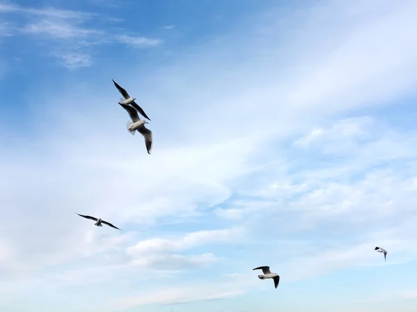 Swarm of sea gulls flying close to the beach of an island — Stock Photo, Image
