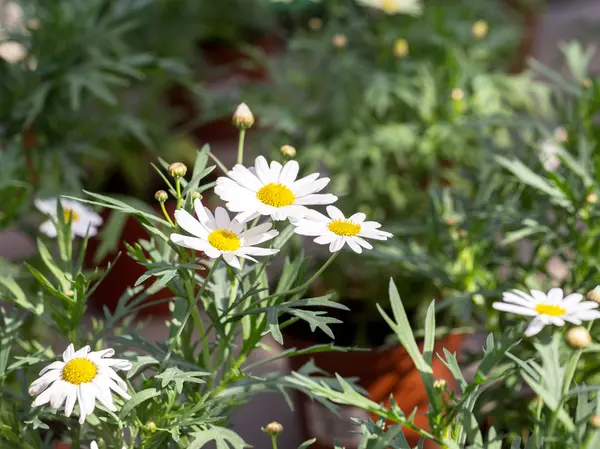 Upprepade vita prästkrage blommor, selektivt fokus. Vacker blomma — Stockfoto