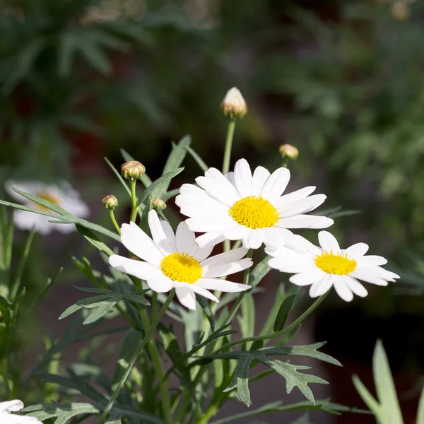 Upprepade vita prästkrage blommor, selektivt fokus. Vacker blomma — Stockfoto