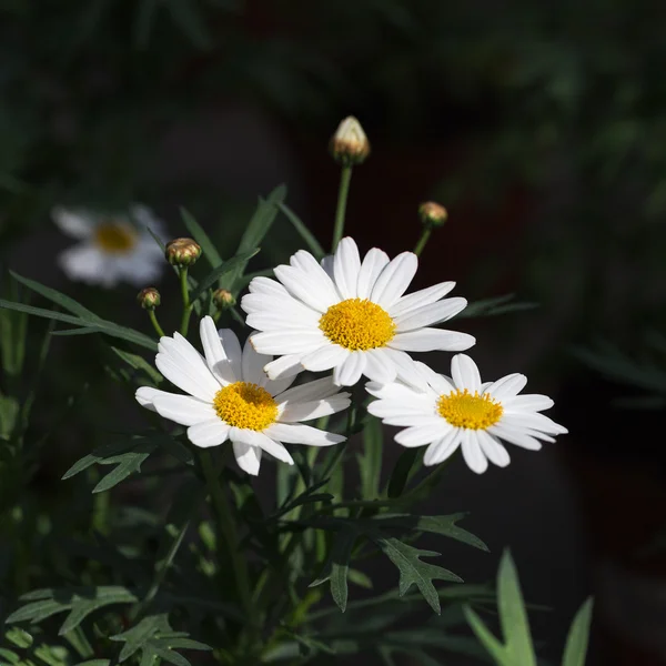 Upprepade vita prästkrage blommor, selektivt fokus. Vacker blomma — Stockfoto