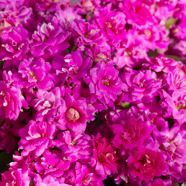 Schöne Blume Hintergrund, wiederholt eine schöne rosa Blumen, — Stockfoto