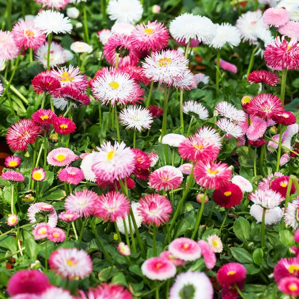 Upprepade vita, rosa och röda blommor av prästkragar, selektivt fokus — Stockfoto