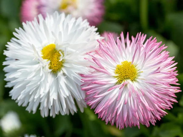 Upprepade vit, rosa blommor av prästkragar, selektivt fokus. Beauti — Stockfoto