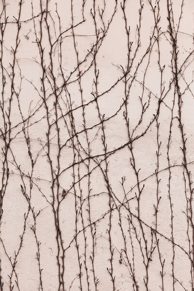 Сухие стволы и ветви растений - не листья на старом камне
