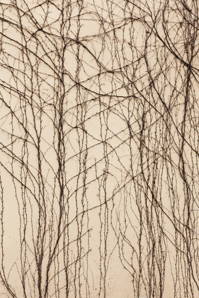 Сухие стволы и ветви растений - не листья на старом камне
