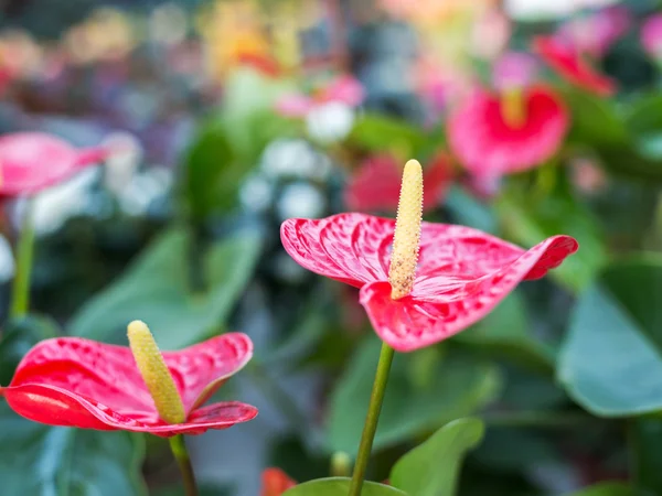 Schöne rote Blumen Anthurium verschwimmen Hintergrund mit Bokeh-Bild — Stockfoto