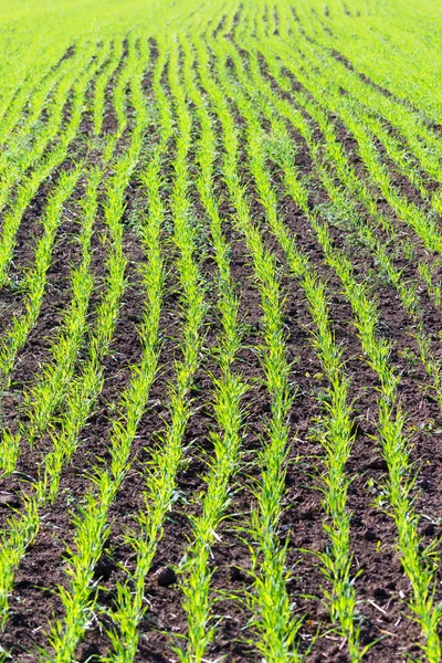 Nuovi spari di un grano invernale messa a fuoco selettiva — Foto Stock