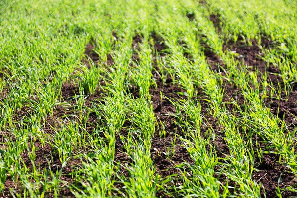 New shoots of a winter wheat selective focus — Stock Photo, Image