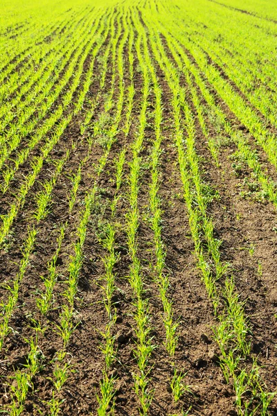 Nuovi spari di un grano invernale messa a fuoco selettiva — Foto Stock