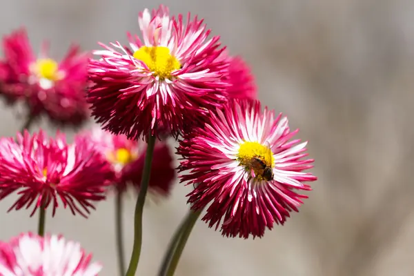 Bellissimi fiori rossi sfondo sfocatura fuoco selettivo — Foto Stock