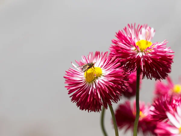 BI på en vackra röda blommor bakgrund oskärpa selektivt fokus — Stockfoto