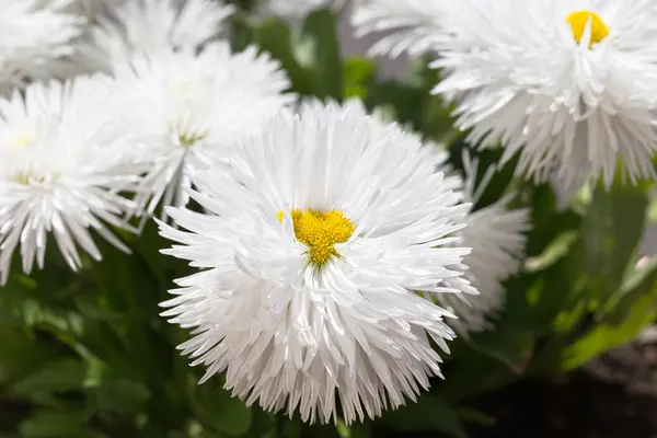 Vackra vita blommor bakgrund oskärpa selektivt fokus — Stockfoto