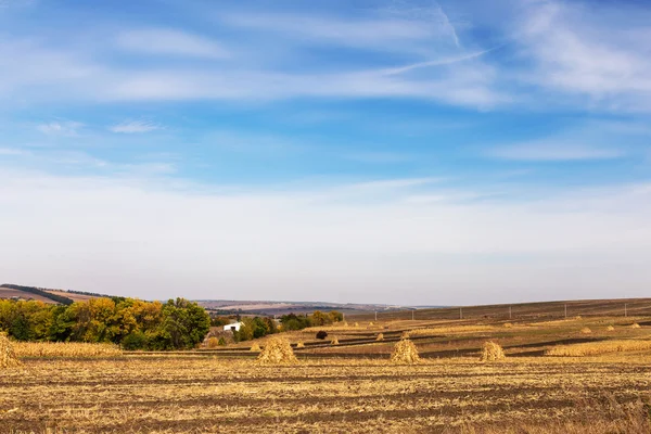 Paisagem de outono. Campo amarelo e céu azul . — Fotografia de Stock