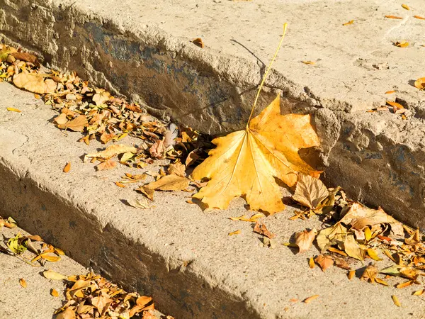 Gelbe Blätter auf den Granitstufen des Stadtparks — Stockfoto