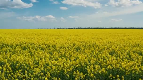 Blooming Rapeseed Field Sunny Day Aerial Photography Drone Bird Eye — Stock Video