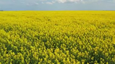 Güneşli bir günde çiçek açan kolza tohumu tarlası. Hava fotoğrafçılığı, İHA, kuş bakışı görüntü. Rüzgar sarı kolza tohumu çiçeklerini çırpıyor. Mavi gökyüzü ve bulutlarla açan sarı kolza tohumu hasadı.