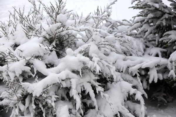 Background Snow Covered Christmas Trees Plants Winter Cloudy Day — Stock Photo, Image