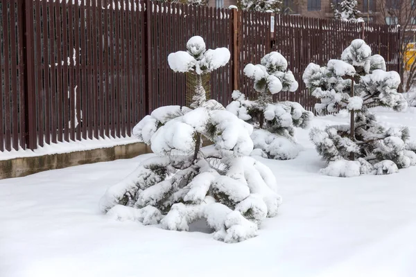 村の庭で雪に覆われた木や植物 曇った冬の日 ストックフォト