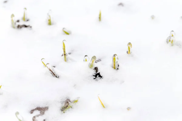 Wheat field is covered with snow in winter. Winter wheat covered with ice during frost. Green grass, lawn under snow. Harvest in cold. Growing grain crops for bread. Process of farming using crops.