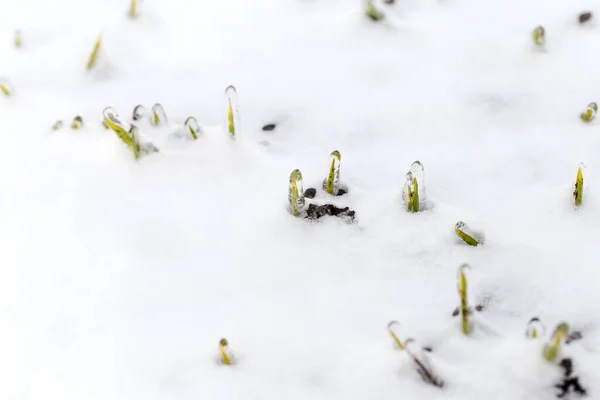 Wheat field is covered with snow in winter. Winter wheat covered with ice during frost. Green grass, lawn under snow. Harvest in cold. Growing grain crops for bread. Process of farming using crops.