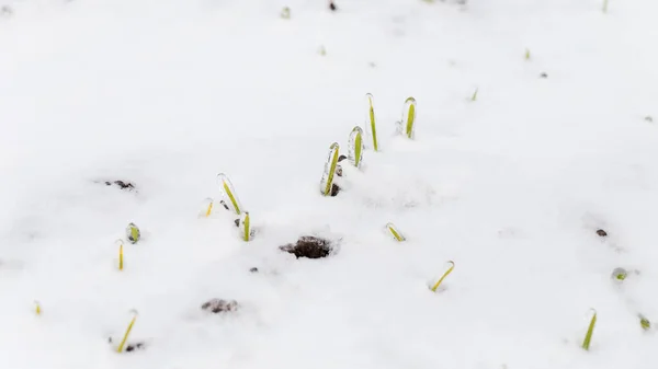 冬天麦田被雪覆盖着 冬小麦在霜冻时被冰覆盖 积雪下的草坪 在寒冷中收获 种植粮食作物作面包 利用作物进行耕作的过程 — 图库照片