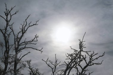 Ağaçların dalları ve buzla kaplı bitkiler. Kremadan sonra kış manzarası. Kışın doğa. Buzlu yağmurdan sonraki ağaçlar. Kış geldi.