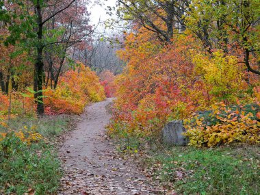 Yaprak döken bir ormanda Sonbaharın parlak güzel renkleri.
